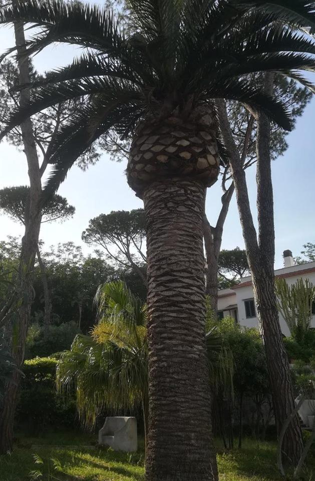 Villa Iscla Maison D'Hotes Ischia Eksteriør billede